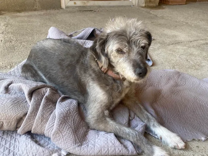 Cachorro ra a Viralata  idade 6 ou mais anos nome Poly 