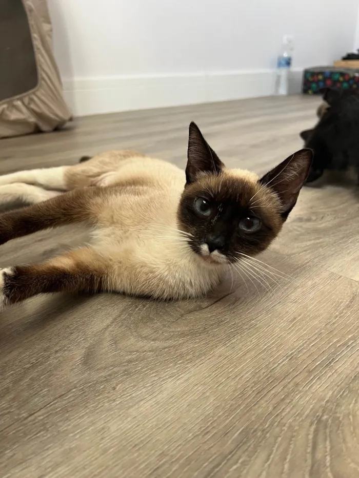 Gato ra a SRD-ViraLata idade 1 ano nome Margarida