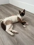 Margarida