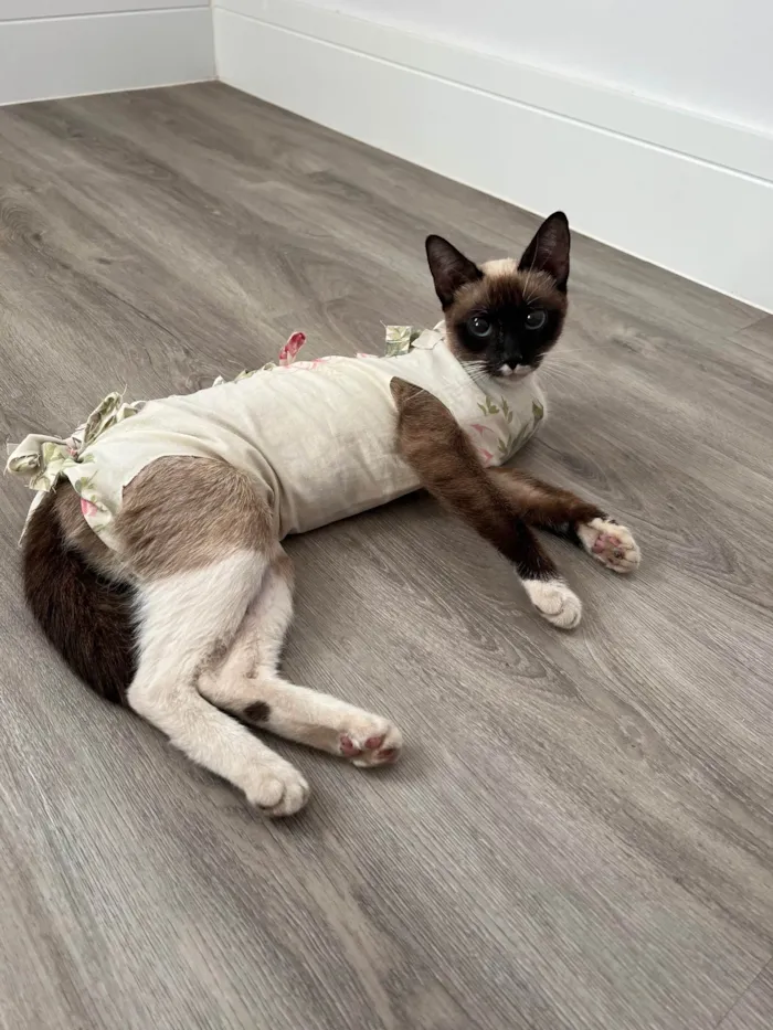 Gato ra a SRD-ViraLata idade 1 ano nome Margarida