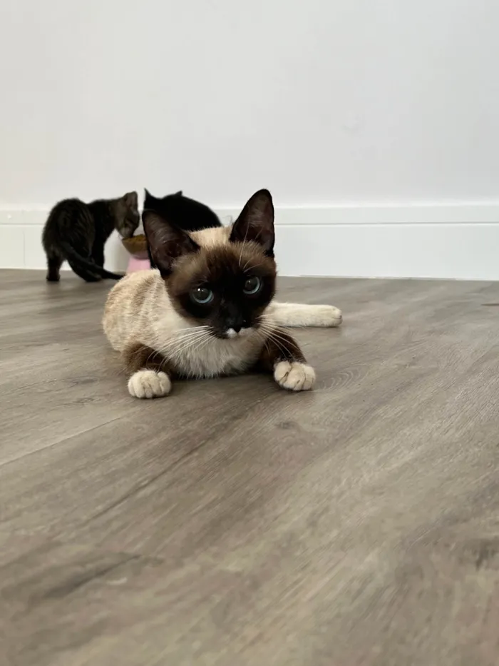 Gato ra a SRD-ViraLata idade 1 ano nome Margarida