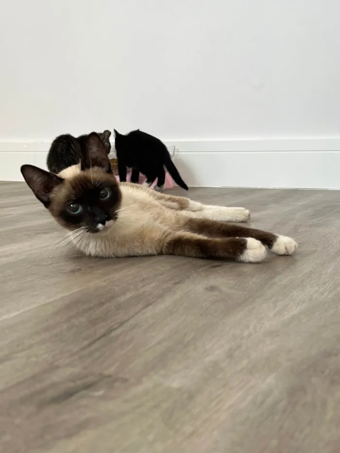 Gato ra a SRD-ViraLata idade 1 ano nome Margarida