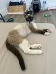 Margarida