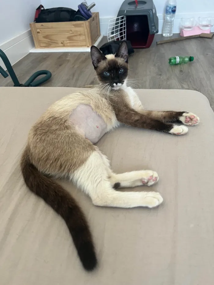 Gato ra a SRD-ViraLata idade 1 ano nome Margarida
