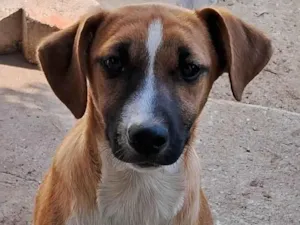 Cachorro raça SRD-ViraLata idade 2 a 6 meses nome Brisa