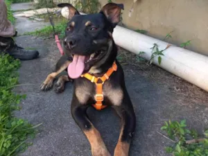 Cachorro raça Sem raça  idade 2 anos nome Eros