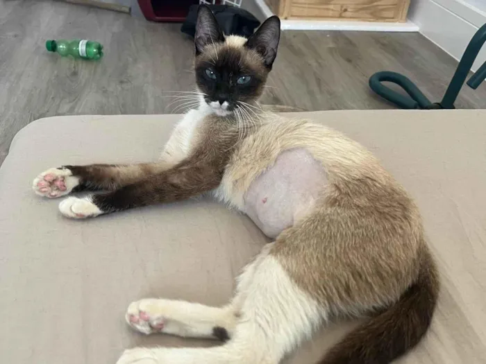 Gato ra a SRD-ViraLata idade 1 ano nome Margarida