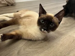 Gato raça SRD-ViraLata idade 1 ano nome Margarida