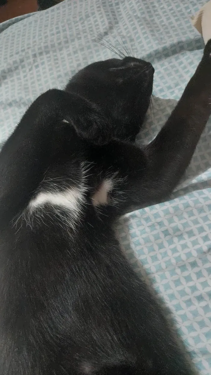 Gato ra a  idade 7 a 11 meses nome Baghera 