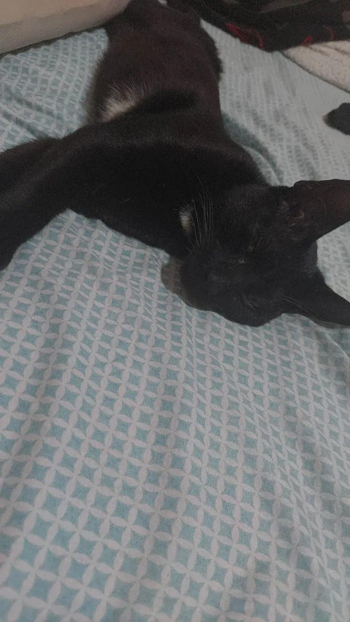 Gato ra a  idade 7 a 11 meses nome Baghera 