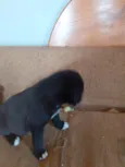 5 cachorros pequenos