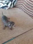 Gatinhos