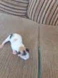 Gatinhos