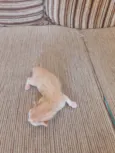 Gatinhos