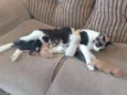 Gatinhos