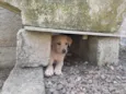 5 cachorros pequenos