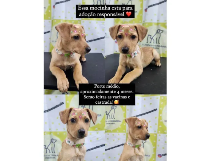 Cachorro ra a SRD-ViraLata idade 2 a 6 meses nome Pic