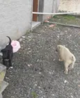 5 cachorros pequenos