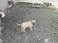 5 cachorros pequenos