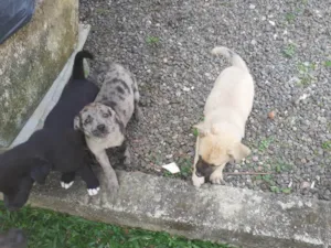 Cachorro raça Não sei idade 2 a 6 meses nome 5 cachorros pequenos