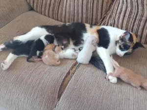 Gato raça Não sei idade Abaixo de 2 meses nome Gatinhos