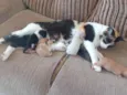 Gatinhos