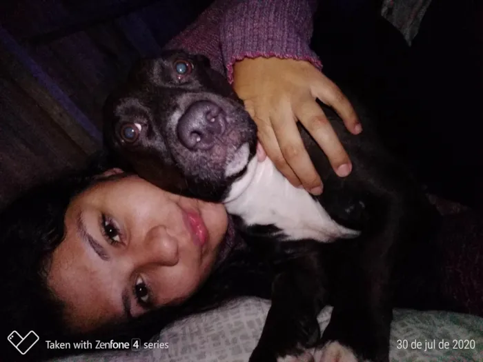 Cachorro ra a Pit bull com vira lata idade 2 a 6 meses nome Veia