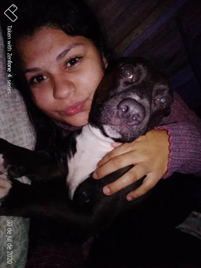 Cachorro ra a Pit bull com vira lata idade 2 a 6 meses nome Veia