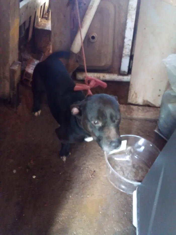 Cachorro ra a Pit bull com vira lata idade 2 a 6 meses nome Veia