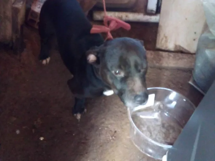 Cachorro ra a Pit bull com vira lata idade 2 a 6 meses nome Veia