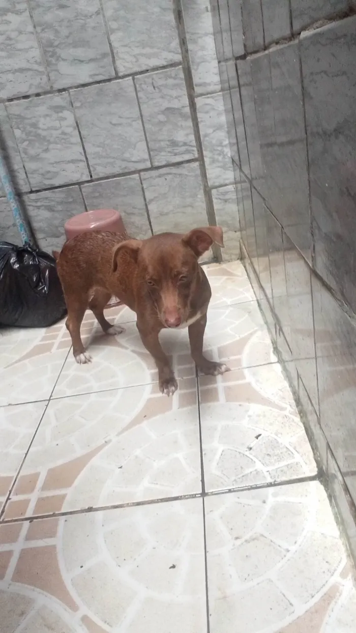 Cachorro ra a SRD-ViraLata idade 7 a 11 meses nome Lulu