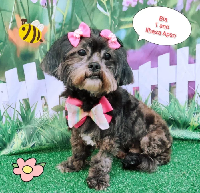 Cachorro ra a Ilhasa apso idade 1 ano nome Bia 