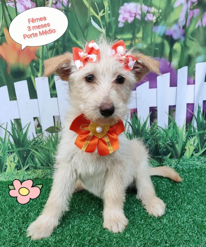 Cachorro ra a SRD-ViraLata idade 2 a 6 meses nome Cristal 