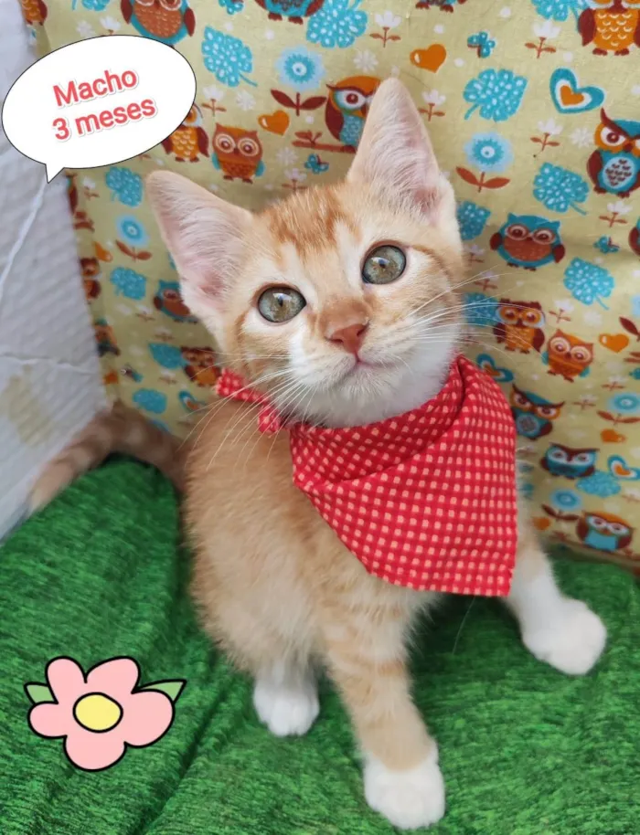 Gato ra a SRD-ViraLata idade 2 a 6 meses nome Oliver 