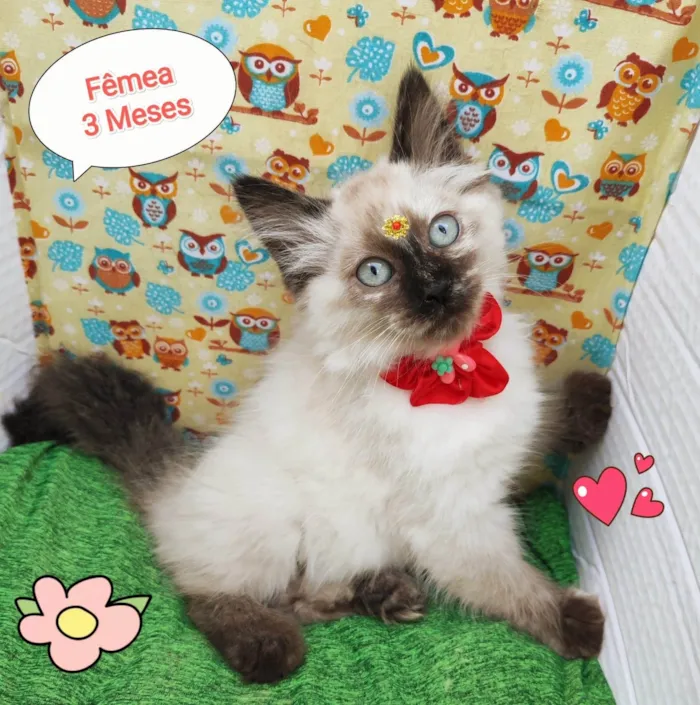Gato ra a SRD-ViraLata idade 2 a 6 meses nome Yara 