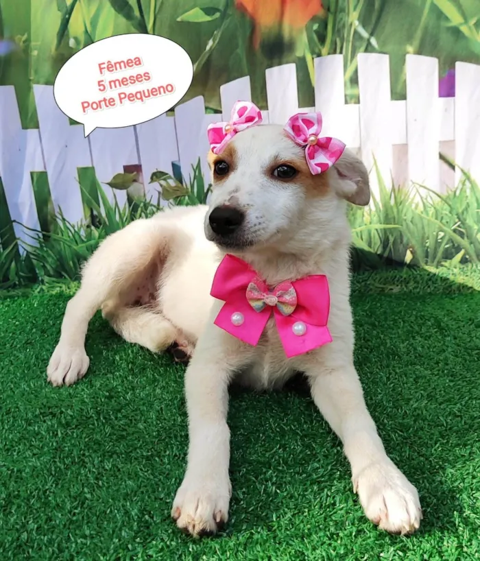 Cachorro ra a SRD-ViraLata idade 7 a 11 meses nome Jassie 