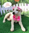 Jassie