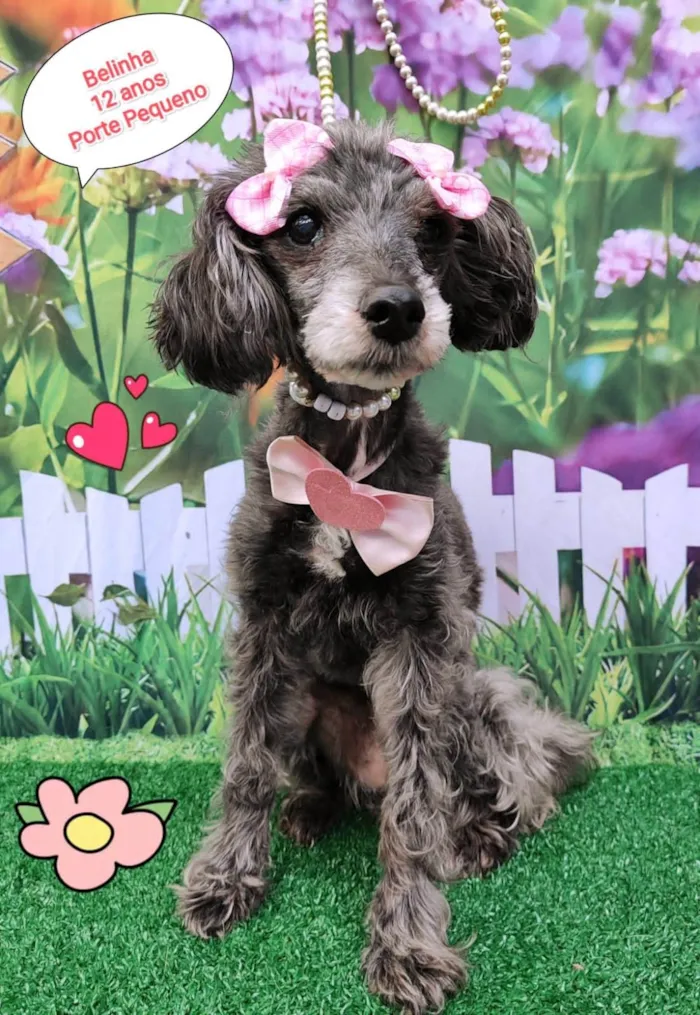 Cachorro ra a SRD-ViraLata idade 6 ou mais anos nome Belinha 