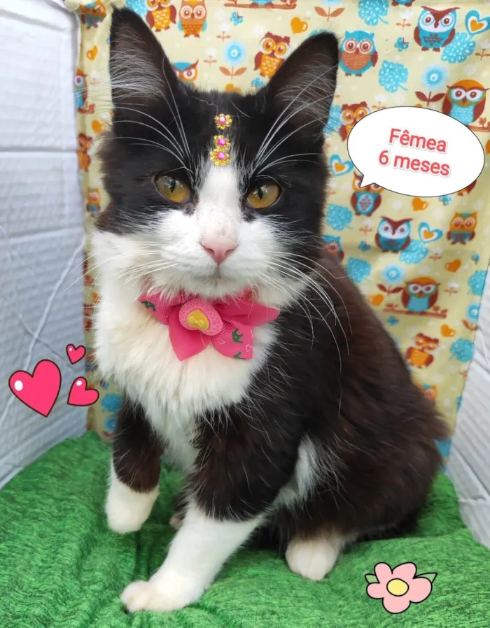 Gato ra a SRD-ViraLata idade 2 a 6 meses nome Laura 