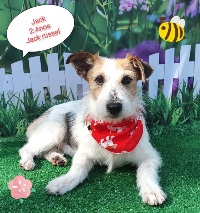 Cachorro ra a Jack russel  idade 2 anos nome Jack 