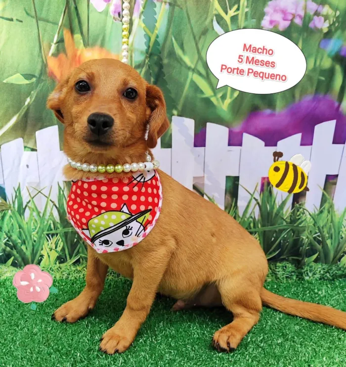 Cachorro ra a SRD-ViraLata idade 7 a 11 meses nome Vitor 