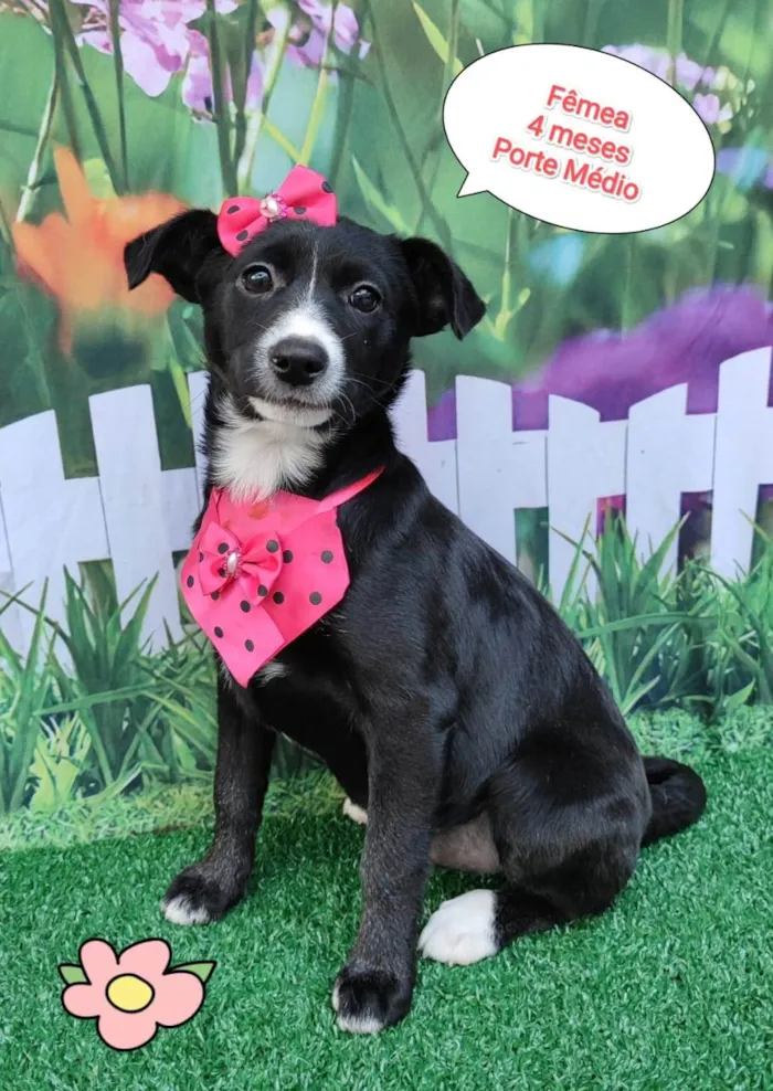 Cachorro ra a SRD-ViraLata idade 2 a 6 meses nome Vivian 