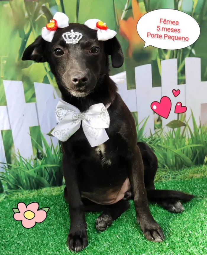Cachorro ra a SRD-ViraLata idade 7 a 11 meses nome Karen 