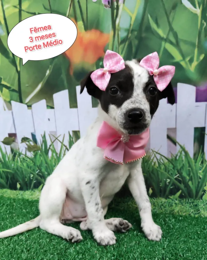 Cachorro ra a SRD-ViraLata idade 2 a 6 meses nome Vitória