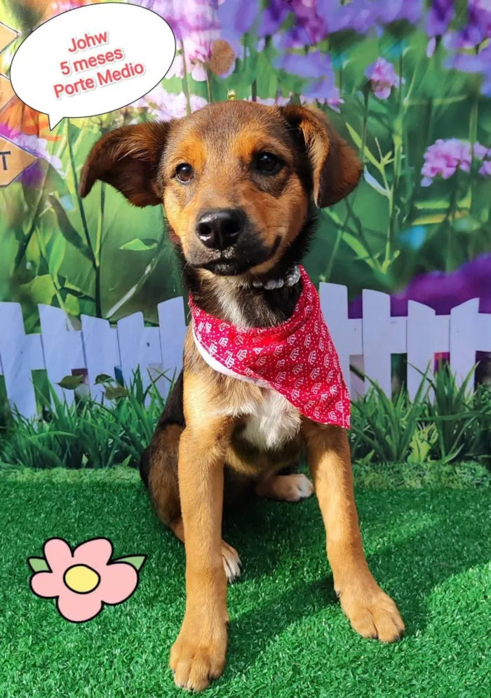 Cachorro ra a SRD-ViraLata idade 2 a 6 meses nome Johw 