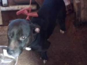 Cachorro raça Pit bull com vira lata idade 2 a 6 meses nome Veia