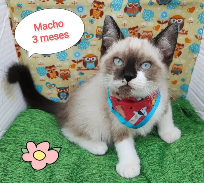 Gato ra a SRD-ViraLata idade 2 a 6 meses nome Ryan 