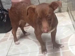 Cachorro raça SRD-ViraLata idade 7 a 11 meses nome Lulu