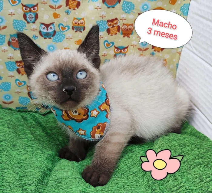 Gato ra a SRD-ViraLata idade 2 a 6 meses nome Fernando 