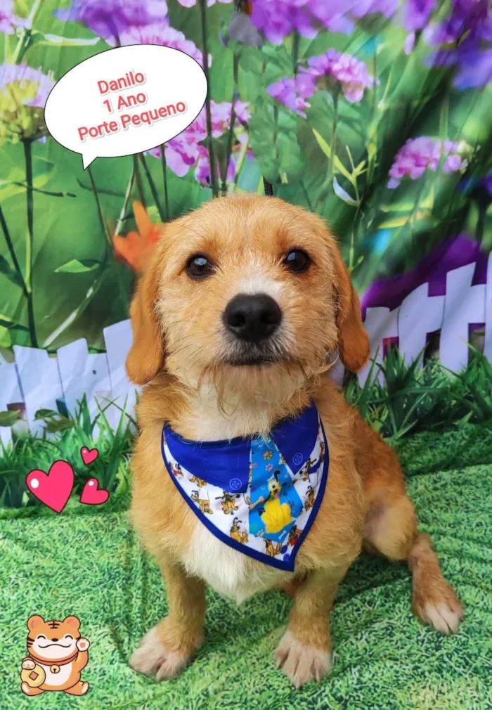 Cachorro ra a SRD-ViraLata idade 1 ano nome Danilo